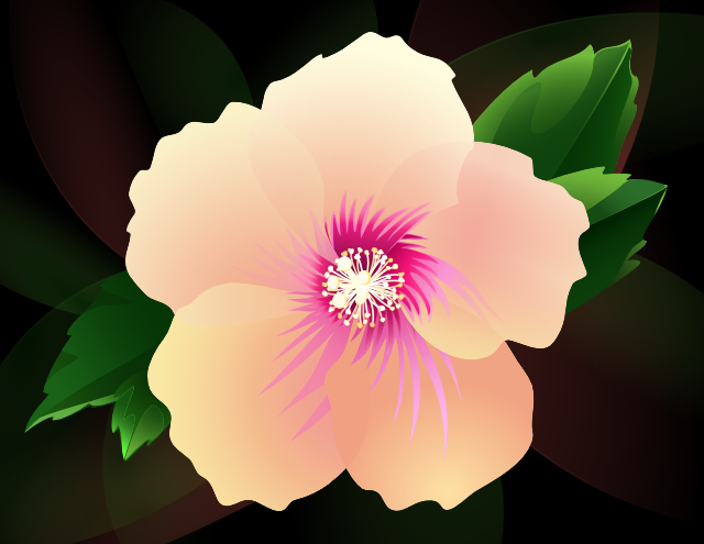 Hibiscus